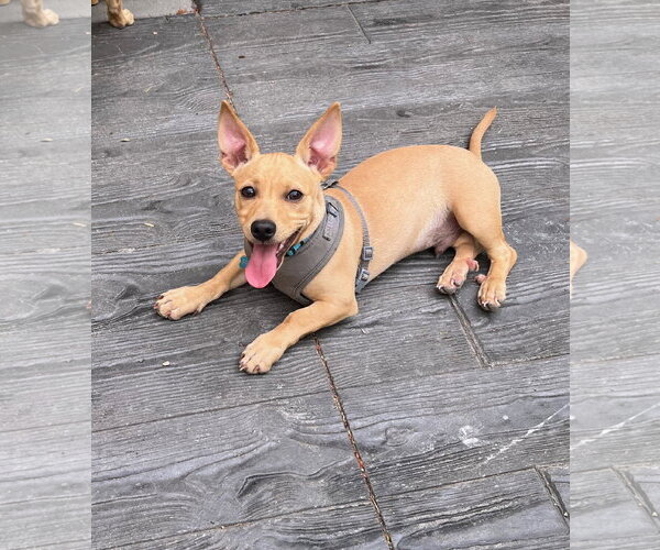 Medium Photo #10 Chiweenie Puppy For Sale in Milwaukie, OR, USA