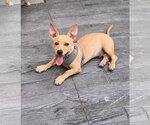 Small #9 Chiweenie