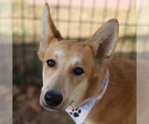 Carolina Dog-Unknown Mix Dogs for adoption in San Antonio, TX, USA
