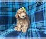 Small #5 Cavapoo