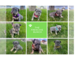 Small Photo #1 French Bulldog Puppy For Sale in HERRIMAN, UT, USA