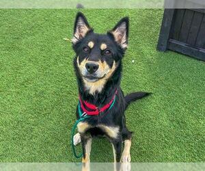 Shiba Inu-Unknown Mix Dogs for adoption in Orange, CA, USA