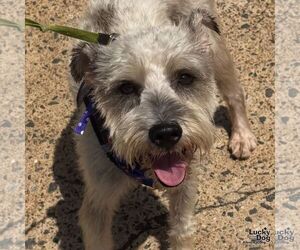 Mutt Dogs for adoption in Washington, DC, USA