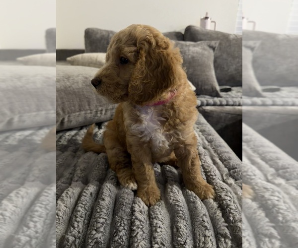 Medium Photo #4 Goldendoodle mix (+ Poodle Standard) Puppy For Sale in SEFFNER, FL, USA