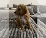 Small #3 Goldendoodle mix (+ Poodle Standard)