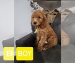 Puppy Yellow boy Goldendoodle