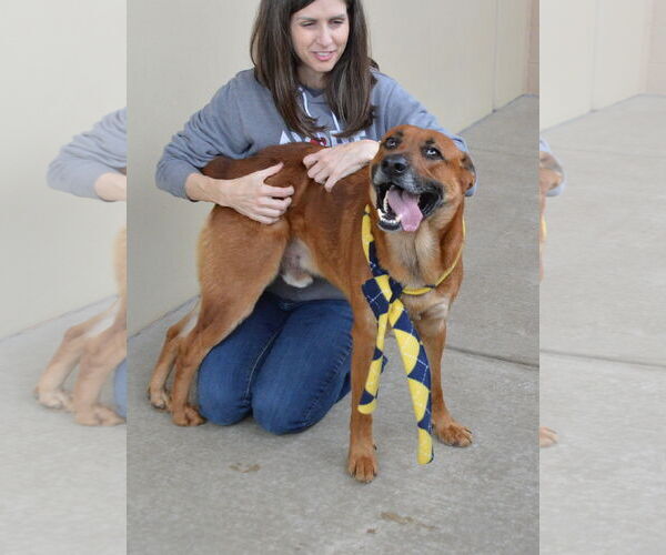 Medium Photo #2 Mutt Puppy For Sale in McKinney, TX, USA