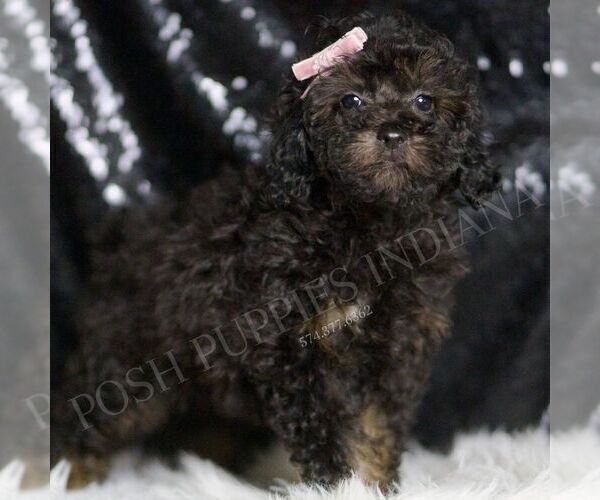 Medium Photo #4 Poodle (Toy) Puppy For Sale in WARSAW, IN, USA