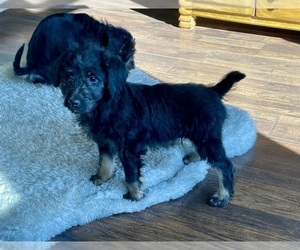 Labradoodle Litter for sale in CRAIG, NE, USA