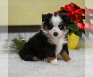 Miniature Australian Shepherd Puppy for sale in REBERSBURG, PA, USA
