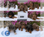 Image preview for Ad Listing. Nickname: Litter of 5