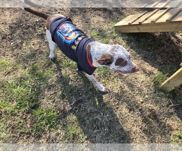 Medium Photo #3 Red Heeler-Unknown Mix Puppy For Sale in Jackson, MS, USA