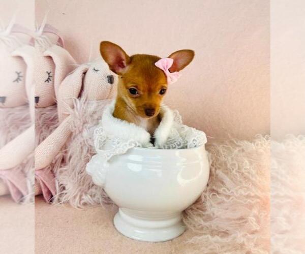 Medium Photo #6 Chihuahua Puppy For Sale in ORLANDO, FL, USA