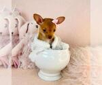 Small Photo #6 Chihuahua Puppy For Sale in ORLANDO, FL, USA