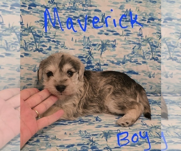 Medium Photo #8 Chizer Puppy For Sale in MONTEZUMA, GA, USA