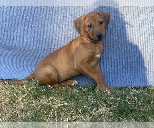 Medium Photo #2 Rhodesian Ridgeback Puppy For Sale in KELLER, TX, USA