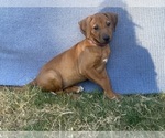 Small Photo #38 Rhodesian Ridgeback Puppy For Sale in KELLER, TX, USA