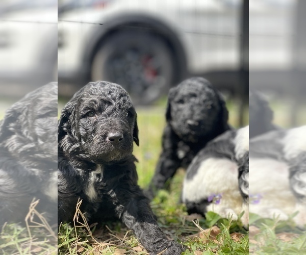 Medium Photo #19 Goldendoodle Puppy For Sale in LOTHIAN, MD, USA