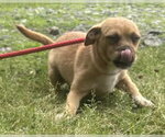 Small #1 Mutt