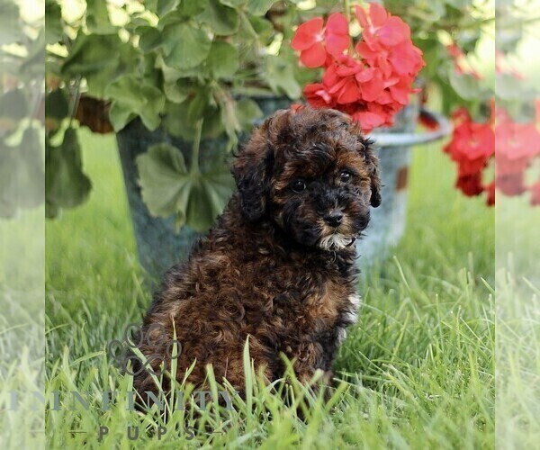 Medium Photo #4 Poodle (Miniature) Puppy For Sale in GORDONVILLE, PA, USA