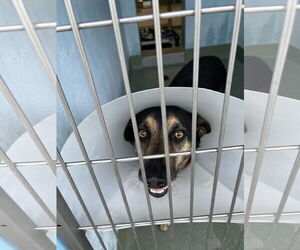 German Shepherd Dog Dog for Adoption in Pasadena, California USA