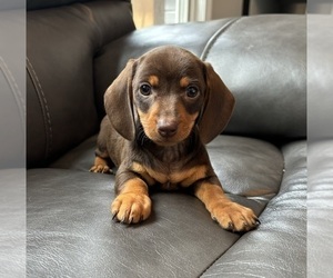 Dachshund Puppy for sale in FRANKLIN, IN, USA