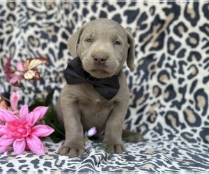 Labrador Retriever Puppy for sale in LANCASTER, PA, USA