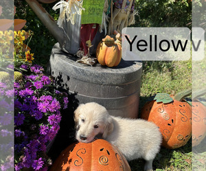 Medium English Cream Golden Retriever