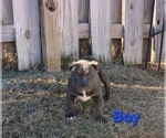Puppy 6 American Bully