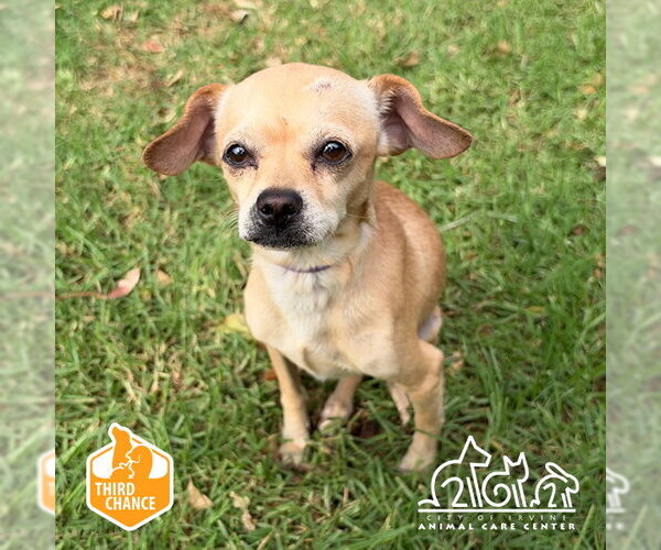 Medium Photo #1 Chihuahua-Unknown Mix Puppy For Sale in Irvine, CA, USA