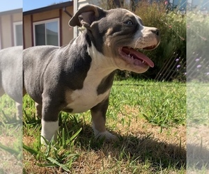 American Bully Puppy for sale in SACRAMENTO, CA, USA