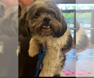 Shih Tzu-Unknown Mix Dogs for adoption in Upland, CA, USA