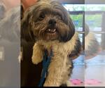 Small Shih Tzu Mix