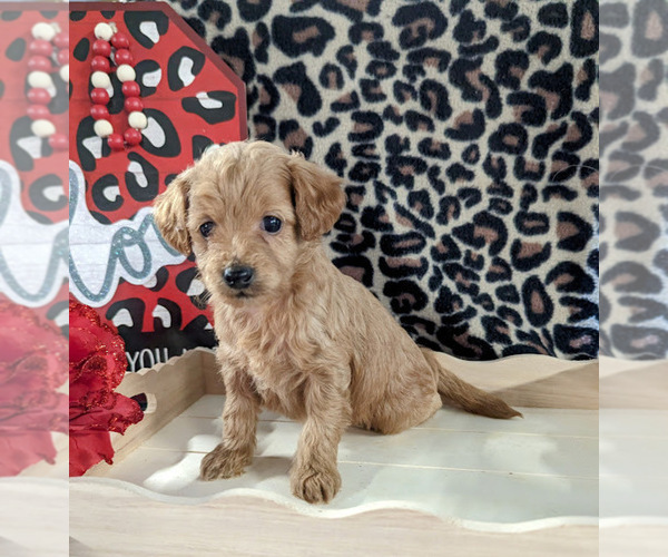 Medium Photo #6 Bernedoodle (Miniature) Puppy For Sale in SPARTA, MO, USA