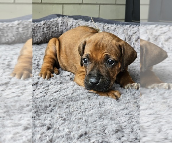 Medium Photo #2 Rhodesian Ridgeback Puppy For Sale in BUMPASS, VA, USA