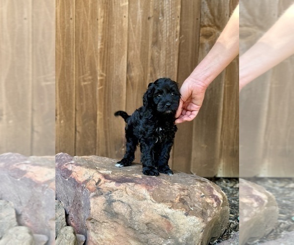 Medium Photo #35 Goldendoodle (Miniature) Puppy For Sale in HALTOM CITY, TX, USA