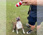 Small #1 American Pit Bull Terrier Mix