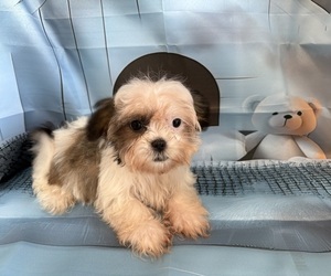 Shih Tzu Puppy for sale in CENTER HILL, FL, USA