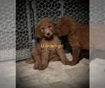 Small #9 Goldendoodle