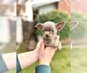 Chihuahua Puppy for Sale in SAN JOSE, California USA