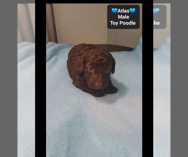 Medium Photo #3 Poodle (Toy) Puppy For Sale in TUCSON, AZ, USA