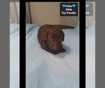 Atlas - Male Poodle (Toy) Puppy for Sale - Photo #3