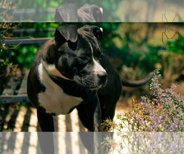 Medium Photo #1 Mutt Puppy For Sale in Rustburg, VA, USA