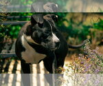 Small Photo #1 Mutt Puppy For Sale in Rustburg, VA, USA
