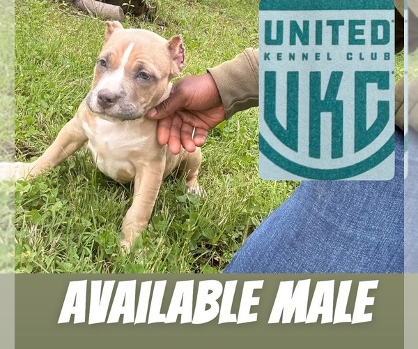 Medium Photo #5 American Bully Puppy For Sale in JACKSONVILLE, IL, USA
