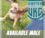 Small #4 American Bully