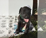 Puppy 3 American Pit Bull Terrier-Goldendoodle Mix