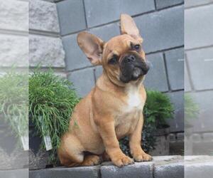 French Bulldog Puppy for sale in BROOKLYN, NY, USA