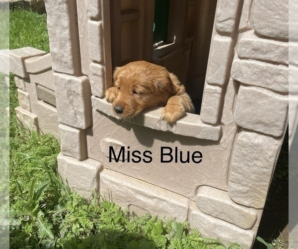 Medium Photo #15 Golden Retriever Puppy For Sale in BEDFORD, TX, USA