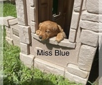 Small Photo #15 Golden Retriever Puppy For Sale in BEDFORD, TX, USA